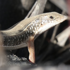 Gerrhosaurus typicus