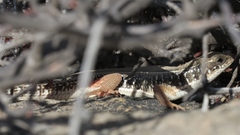 Gerrhosaurus typicus