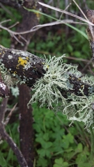 Ramalina subleptocarpha