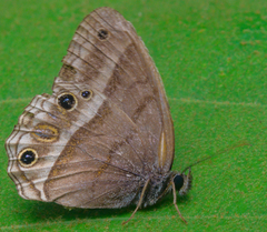 Cissia proba