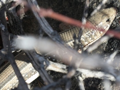 Gerrhosaurus typicus