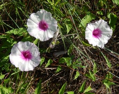 Ipomoea shumardiana
