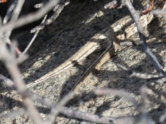 Gerrhosaurus typicus