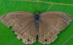 Cissia proba