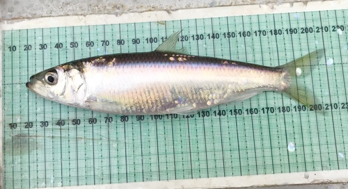 Pacific Herring