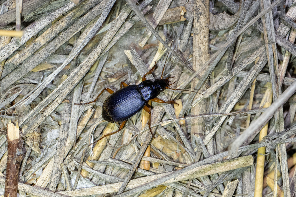 Chlaenius obsoletus