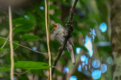 Lipaugus vociferans