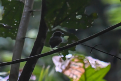 Cryptopipo holochlora