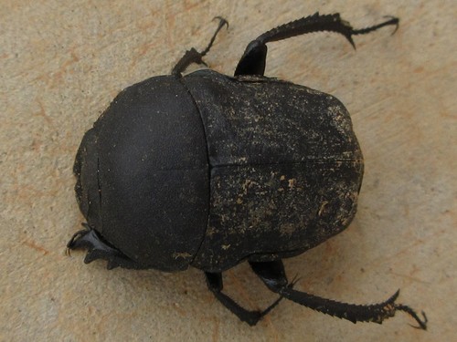 Gymnopleurus mopsus