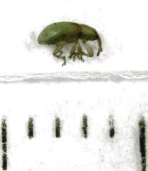 Peristoreus viridipennis