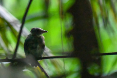 Cryptopipo holochlora