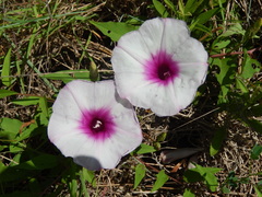 Ipomoea shumardiana