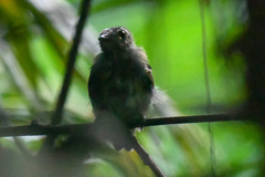 Cryptopipo holochlora