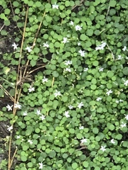 Wimmerella pygmaea