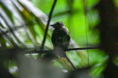 Cryptopipo holochlora