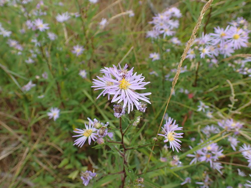 Image of Symphyotrichum subspicatum by (c) Chris Fluit, some rights reserved (CC BY)