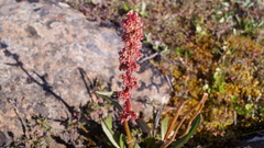Rumex arcticus