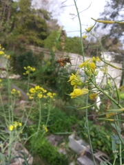 Apis mellifera image