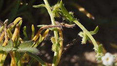 Pectocarya peninsularis