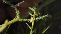 Pectocarya peninsularis