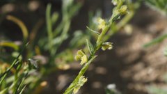Pectocarya peninsularis