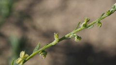 Pectocarya peninsularis