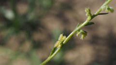 Pectocarya peninsularis