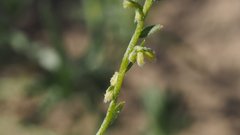 Pectocarya peninsularis