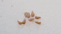 Johnstonella costata