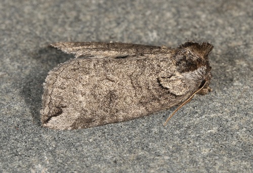 Euthyatira semicircularis photo 2