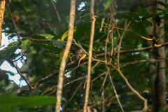 Trogon ramonianus