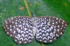 Napaea actoris
