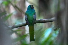 Trogon ramonianus