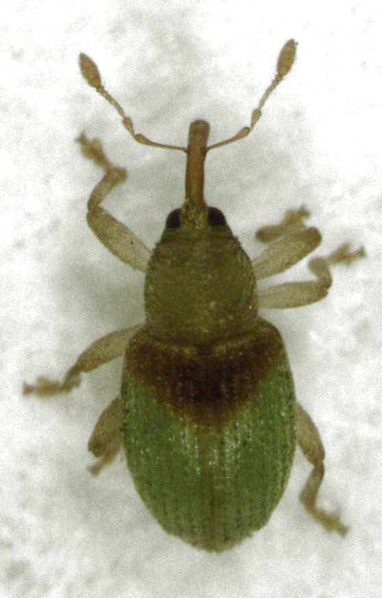 Peristoreus viridipennis