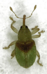 Peristoreus viridipennis