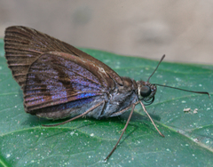 Paracarystus menestries