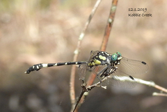 Austroepigomphus praeruptus