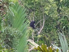 Trachypithecus cristatus