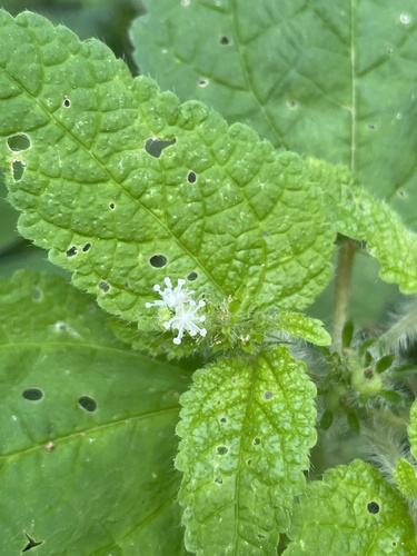 Croton hirtus image