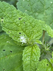 Croton hirtus image