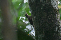 Xiphorhynchus guttatus