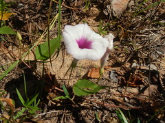 Ipomoea shumardiana