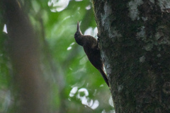 Xiphorhynchus guttatus