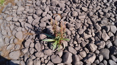Rumex arcticus