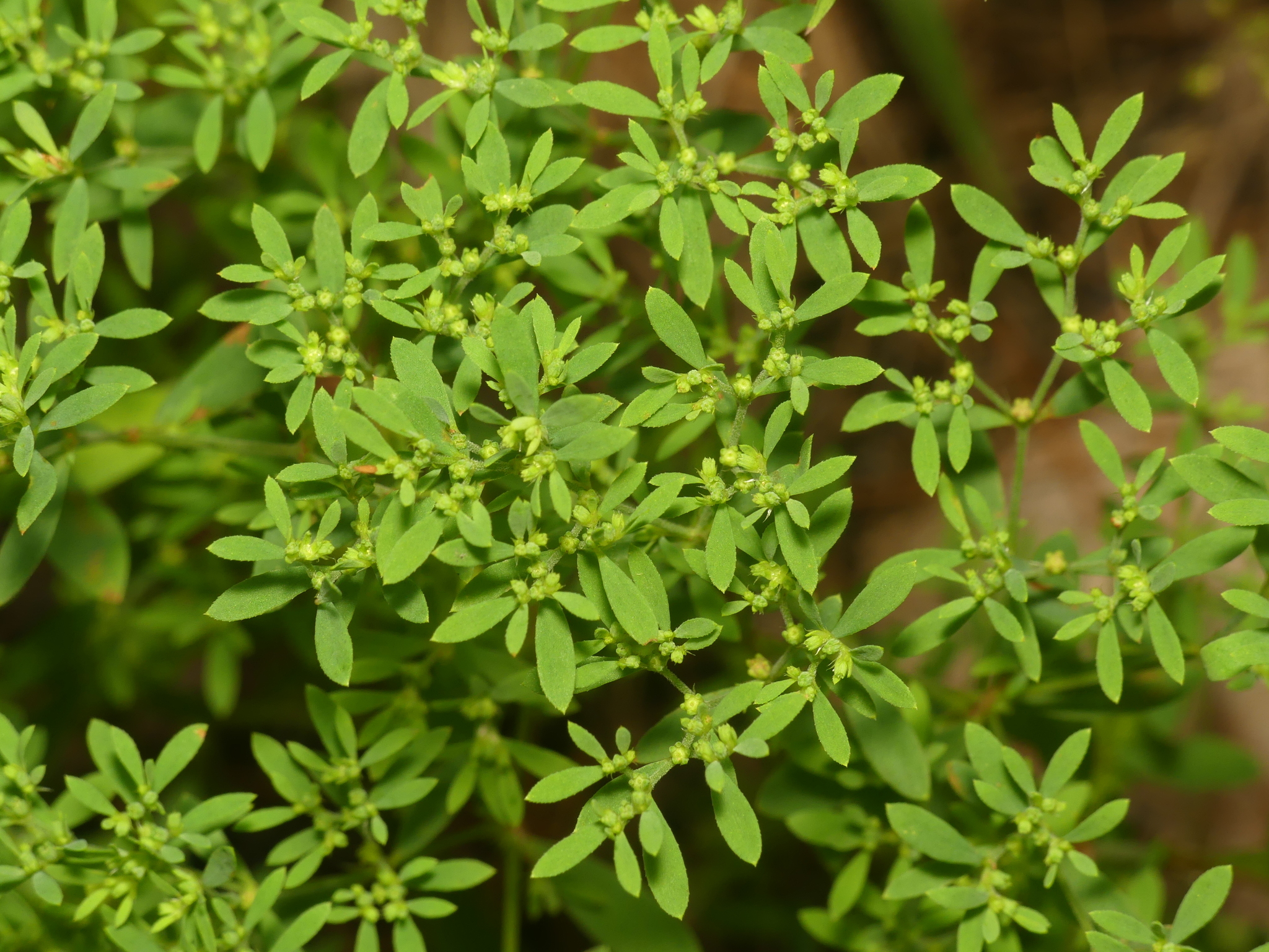Paronychia fastigiata