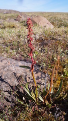 Rumex arcticus