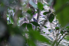 Thamnomanes ardesiacus