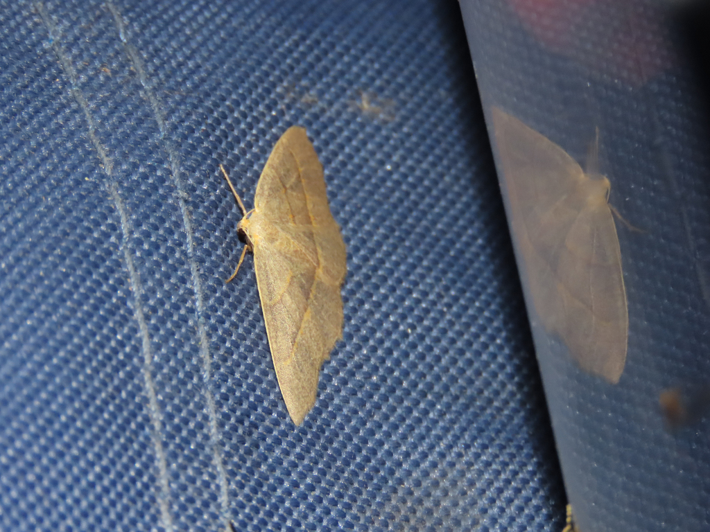 Lambdina laeta