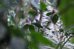 Thamnomanes ardesiacus