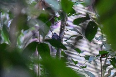 Thamnomanes ardesiacus